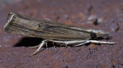 Parapediasia teterrellus P1400098a by 
xpda. Used under a CC BY-SA 4.0 license.