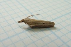Pediasia trisecta by Dendroica cerulea. Used under a CC BY 2.0 license.