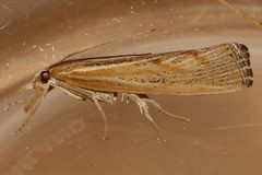 Pediasia trisecta 2 by CBG Photography Group, Centre for Biodiversity Genomics. Used under a CC0 license.