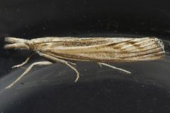 Pediasia trisecta 3 by CBG Photography Group, Centre for Biodiversity Genomics. Used under a CC0 license.