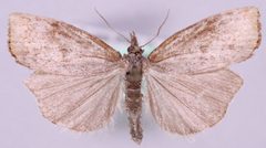 Pediasia truncatellus by Marko Mutanen, University of Oulu. Used under a Public domain license.