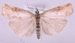 Pediasia truncatellus1 by Marko Mutanen, University of Oulu. Used under a Public domain license.