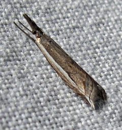 Raphiptera argillaceellus by Jacy Lucier. Used under a CC BY-SA 4.0 license.