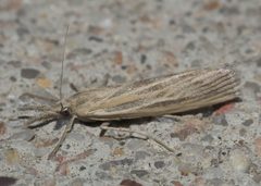 Thaumatopsis pexellus P1110343a by
xpda. Used under a CC BY-SA 4.0 license.