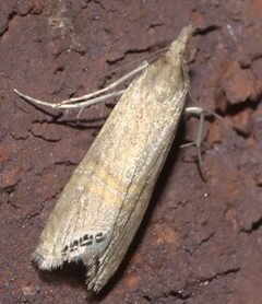 Euchromius ocellea P1320252a by 
xpda. Used under a CC BY-SA 4.0 license.