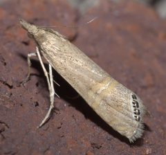 Euchromius ocellea P1320253a by 
xpda. Used under a CC BY-SA 4.0 license.