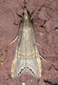 Euchromius ocellea P1320255a by 
xpda. Used under a CC BY-SA 4.0 license.