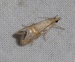Euchromius ocelleus by Jacy Lucier. Used under a CC BY-SA 4.0 license.