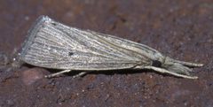 Eoreuma densellus P1500442a by 
xpda. Used under a CC BY-SA 4.0 license.