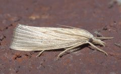 Xubida panalope P1220788a by 
xpda. Used under a CC BY-SA 4.0 license.