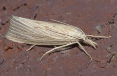 Xubida panalope P1220789b by 
xpda. Used under a CC BY-SA 4.0 license.