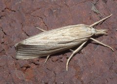 Xubida panalope P1220790b by 
xpda. Used under a CC BY-SA 4.0 license.