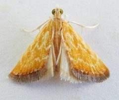 Aethiophysa delicata - inat 395881585 by {{{name}}}. Used under a CC BY 4.0 license.