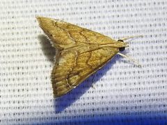 Aethiophysa dualis - inat 129530461 by {{{name}}}. Used under a CC BY 4.0 license.
