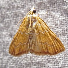 Aethiophysa invisalis by Jacy Lucier. Used under a CC BY-SA 4.0 license.