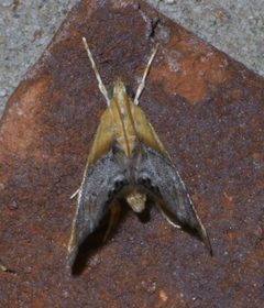 Chalcoela iphitalis P1610954a by 
xpda. Used under a CC BY-SA 4.0 license.