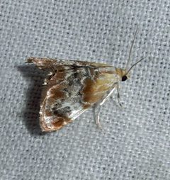 Dicymolomia julianalis by Jacy Lucier. Used under a CC BY-SA 4.0 license.