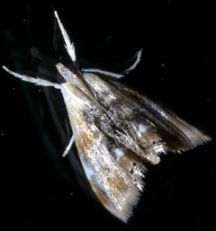 Dicymolomia julianalis P1400247a by 
xpda. Used under a CC BY-SA 4.0 license.