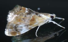 Dicymolomia julianalis P1400248a by 
xpda. Used under a CC BY-SA 4.0 license.