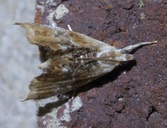 Dicymolomia julianalis P1400934a by 
xpda. Used under a CC BY-SA 4.0 license.