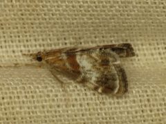 Dicymolomia metalliferalis by Donald Hobern. Used under a CC BY 2.0 license.