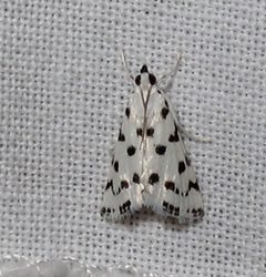 Eustixia pupula by Jacy Lucier. Used under a CC BY-SA 4.0 license.