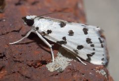 Eustixia pupula P1020001a by 
xpda. Used under a CC BY-SA 4.0 license.