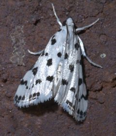 Eustixia pupula P1610892a by 
xpda. Used under a CC BY-SA 4.0 license.