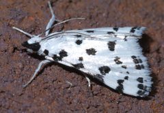 Eustixia pupula P1610907a by 
xpda. Used under a CC BY-SA 4.0 license.