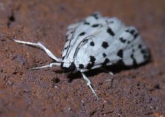 Eustixia pupula P1610908a by 
xpda. Used under a CC BY-SA 4.0 license.