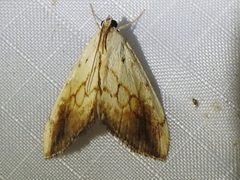 Evergestis consimilis 11203729 by Sam Kieschnick. Used under a CC BY 4.0 license.