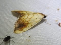 Evergestis consimilis 11203730 by Sam Kieschnick. Used under a CC BY 4.0 license.