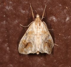 Evergestis lunulalis 244442588 by Laura Gaudette. Used under a CC BY 4.0 license.