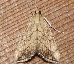 Evergestis pallidata 02 by CBG Photography Group, Centre for Biodiversity Genomics. Used under a CC0 license.