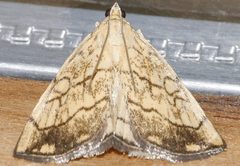 Evergestis pallidata 03 by CBG Photography Group, Centre for Biodiversity Genomics. Used under a CC0 license.