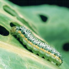 Evergestis rimosalis larva by Clemson University - USDA Cooperative Extension Slide Series. Used under a CC BY 3.0 us license.