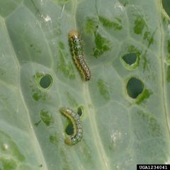 Evergestis rimosalis larva1 by Clemson University - USDA Cooperative Extension Slide Series. Used under a CC BY 3.0 us license.