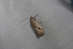 Evergestis triangulalis 37818448 by Juan Cruzado Cortés. Used under a CC BY-SA 4.0 license.