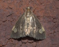 Evergestis unimacula P1310826a by 
xpda. Used under a CC BY-SA 4.0 license.