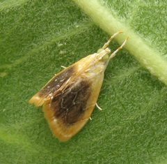 Glaphyria fulminalis 5202.7.5.09w.wiki by Beatriz Moisset. Used under a CC BY-SA 3.0 license.