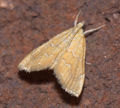 Glaphyria sesquistrialis P1210809a by 
xpda. Used under a CC BY-SA 4.0 license.