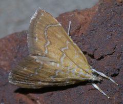Glaphyria sesquistrialis P1280757a by 
xpda. Used under a CC BY-SA 4.0 license.
