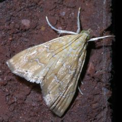 Glaphyria sesquistrialis P1300327a by 
xpda. Used under a CC BY-SA 4.0 license.