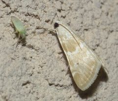 Hellula rogatalis P1090515a by
xpda. Used under a CC BY-SA 4.0 license.