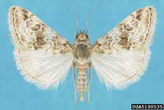 Hellula rogatalis adult by Natasha Wright. Used under a CC BY 3.0 license.