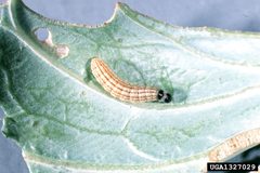 Hellula rogatalis larva by Alton N. Sparks, Jr.. Used under a CC BY 3.0 license.