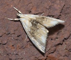 Lipocosma sicalis P1200066a by 
xpda. Used under a CC BY-SA 4.0 license.