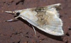 Lipocosma sicalis P1200067a by 
xpda. Used under a CC BY-SA 4.0 license.