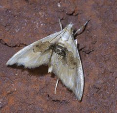 Lipocosma sicalis P1410427a by
xpda. Used under a CC BY-SA 4.0 license.