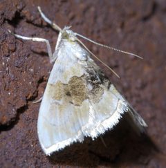 Lipocosma sicalis P1410428a by 
xpda. Used under a CC BY-SA 4.0 license.